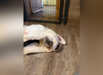 Knut - Energievoller Wirbelwind