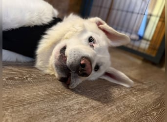 Knut - Energievoller Wirbelwind
