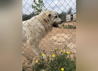 ADA sucht ihr  FÜR - IMMER - ZUHAUSE