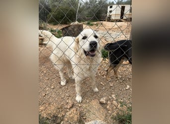 ADA sucht ihr  FÜR - IMMER - ZUHAUSE