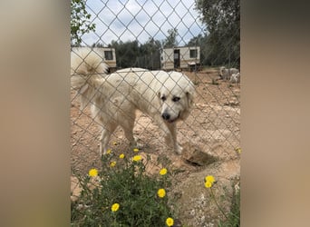 ADA sucht ihr  FÜR - IMMER - ZUHAUSE