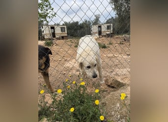 ADA sucht ihr  FÜR - IMMER - ZUHAUSE