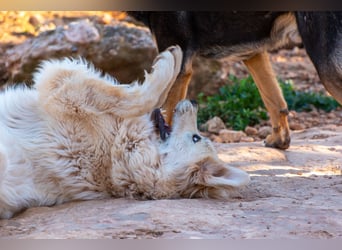 ADA sucht ihr  FÜR - IMMER - ZUHAUSE