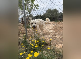 ADA sucht ihr  FÜR - IMMER - ZUHAUSE