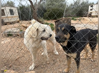 ADA sucht ihr  FÜR - IMMER - ZUHAUSE