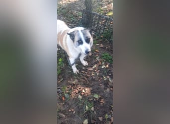 Bella - Schmusemaus sucht Herzmensch