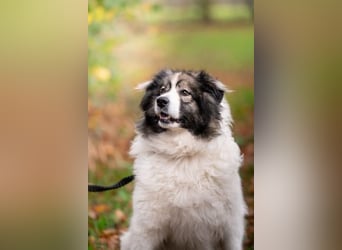 Ida - selbstbewusste Pyrenäenberghündin