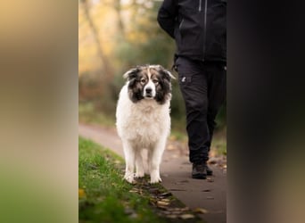 Ida - selbstbewusste Pyrenäenberghündin