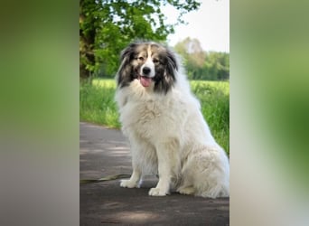 Ida - selbstbewusste Pyrenäenberghündin