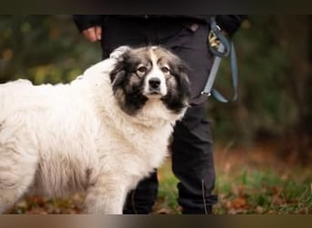 Ida - selbstbewusste Pyrenäenberghündin