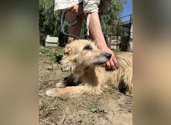 Tekla - 7 Jahre alte Hündin sucht ein Zuhause