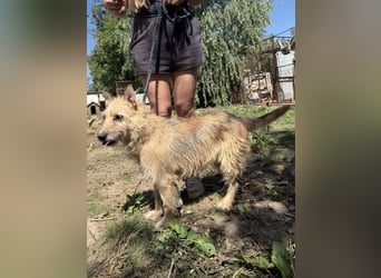 Tekla - 7 Jahre alte Hündin sucht ein Zuhause