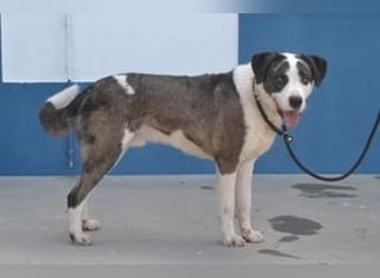Sardanito, ein lebhafter und kontaktfreudiger Hund mit viel Präsenz