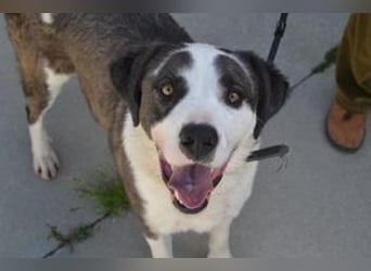Sardanito, ein lebhafter und kontaktfreudiger Hund mit viel Präsenz