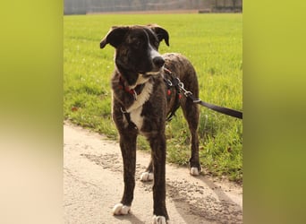 Pflegehündin Nula wartet in 47506 Neukirchen-Vluyn auf ihre Menschen!