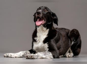 Charmante Pflegehündin Chia (8 Monate) wartet in 55131 Mainz auf dich!