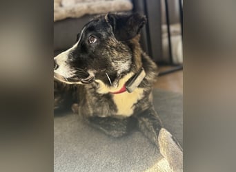 Pflegehündin Nula wartet in 47506 Neukirchen-Vluyn auf ihre Menschen!