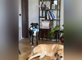 Pflegehündin Nula wartet in 47506 Neukirchen-Vluyn auf ihre Menschen!