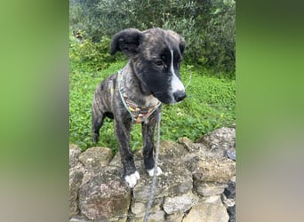 Junge Nula wartet in Portugal auf unserem Tierschutzhof auf ihr Happy End!