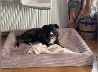 Pflegehündin Nula wartet in 47506 Neukirchen-Vluyn auf ihre Menschen!