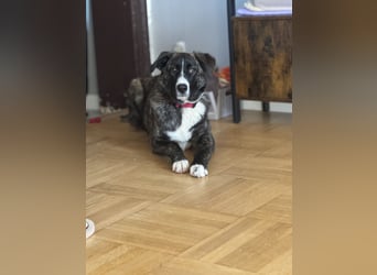 Pflegehündin Nula wartet in 47506 Neukirchen-Vluyn auf ihre Menschen!