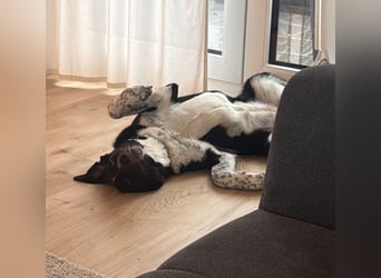 Charmante Pflegehündin Chia (8 Monate) wartet in 55131 Mainz auf dich!