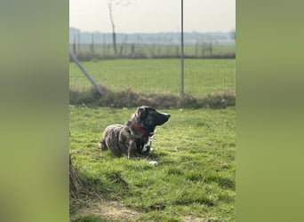 Pflegehündin Nula wartet in 47506 Neukirchen-Vluyn auf ihre Menschen!