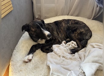 Pflegehündin Nula wartet in 47506 Neukirchen-Vluyn auf ihre Menschen!