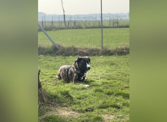 Pflegehündin Nula wartet in 47506 Neukirchen-Vluyn auf ihre Menschen!