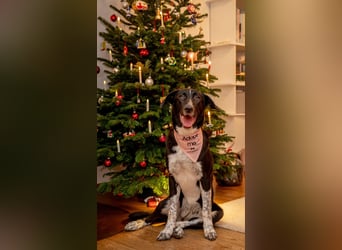 Charmante Pflegehündin Chia (8 Monate) wartet in 55131 Mainz auf dich!