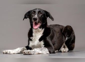 Charmante Pflegehündin Chia (8 Monate) wartet in 55131 Mainz auf dich!