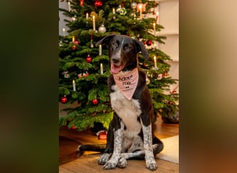 Charmante Pflegehündin Chia (8 Monate) wartet in 55131 Mainz auf dich!