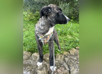 Junge Nula wartet in Portugal auf unserem Tierschutzhof auf ihr Happy End!