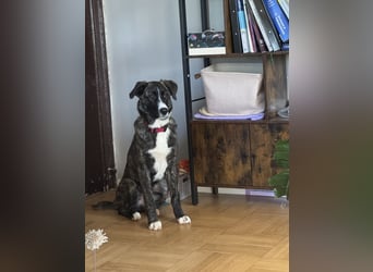 Pflegehündin Nula wartet in 47506 Neukirchen-Vluyn auf ihre Menschen!