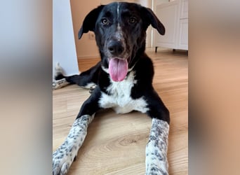 Charmante Pflegehündin Chia (8 Monate) wartet in 55131 Mainz auf dich!