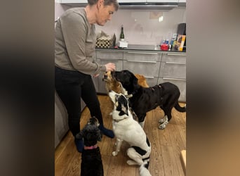 Charmante Pflegehündin Chia (8 Monate) wartet in 55131 Mainz auf dich!