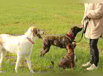 Pflegehündin Nula wartet in 47506 Neukirchen-Vluyn auf ihre Menschen!
