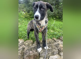 Junge Nula wartet in Portugal auf unserem Tierschutzhof auf ihr Happy End!