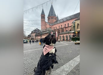 Charmante Pflegehündin Chia (8 Monate) wartet in 55131 Mainz auf dich!