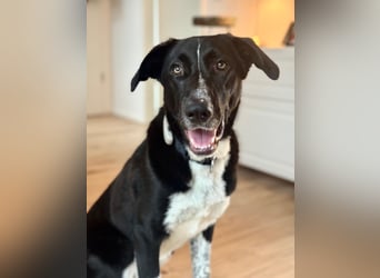 Charmante Pflegehündin Chia (8 Monate) wartet in 55131 Mainz auf dich!