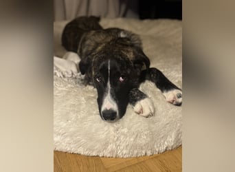 Pflegehündin Nula wartet in 47506 Neukirchen-Vluyn auf ihre Menschen!