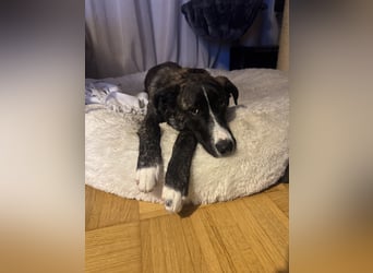 Pflegehündin Nula wartet in 47506 Neukirchen-Vluyn auf ihre Menschen!