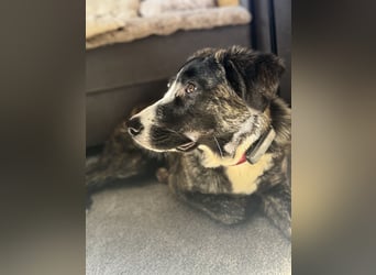 Pflegehündin Nula wartet in 47506 Neukirchen-Vluyn auf ihre Menschen!