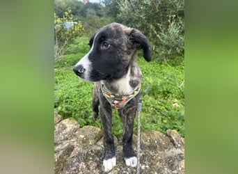 Junge Nula wartet in Portugal auf unserem Tierschutzhof auf ihr Happy End!