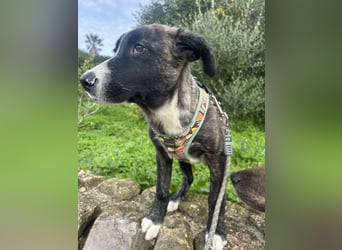 Junge Nula wartet in Portugal auf unserem Tierschutzhof auf ihr Happy End!