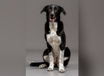 Charmante Pflegehündin Chia (8 Monate) wartet in 55131 Mainz auf dich!