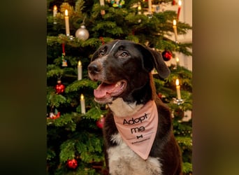 Charmante Pflegehündin Chia (8 Monate) wartet in 55131 Mainz auf dich!