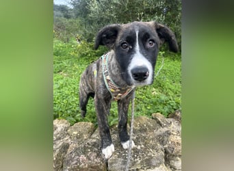 Junge Nula wartet in Portugal auf unserem Tierschutzhof auf ihr Happy End!