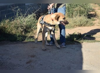 Amara, freundliche Hündin sucht Menschen mit Hundeerfahrung