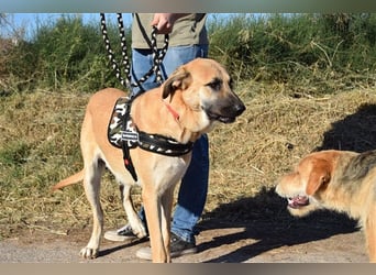Amara, freundliche Hündin sucht Menschen mit Hundeerfahrung